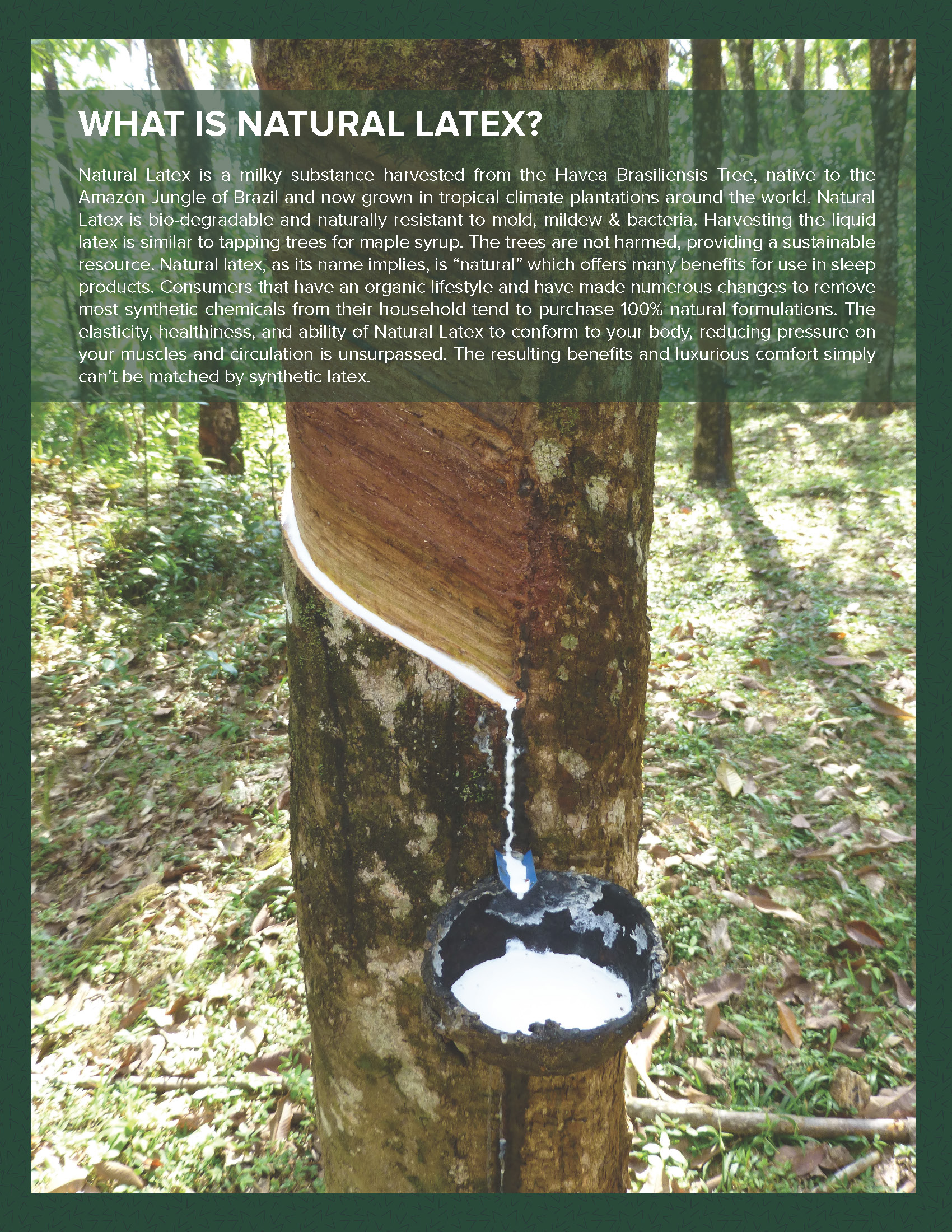 Beverly Hills Latex Mattress